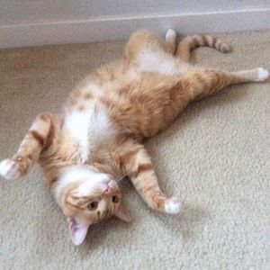 Meet your Posher, Annie